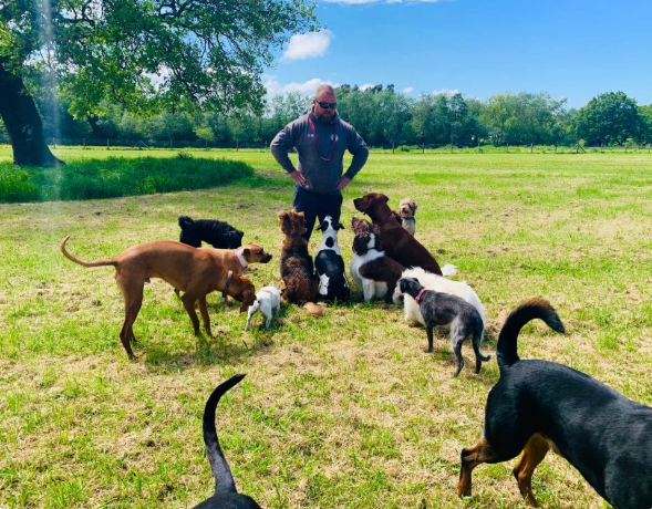 Andy training a group of dogs in a field on the Wirral